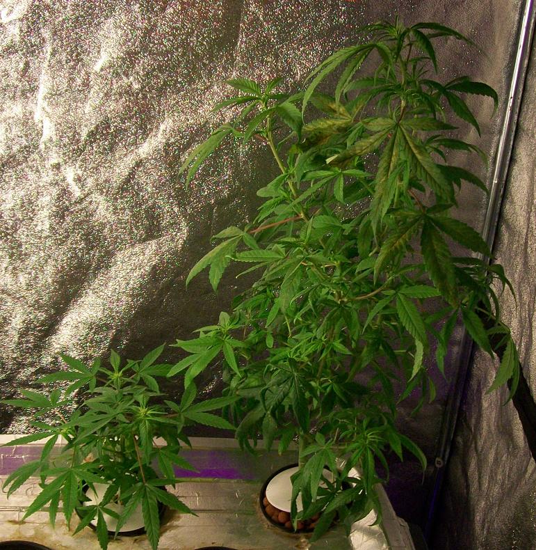 Side by side?? And the winner is....the petite one!