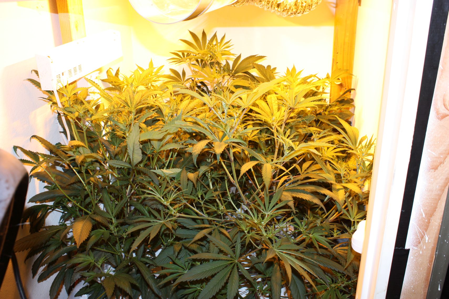 after 2 weeks of 12/12